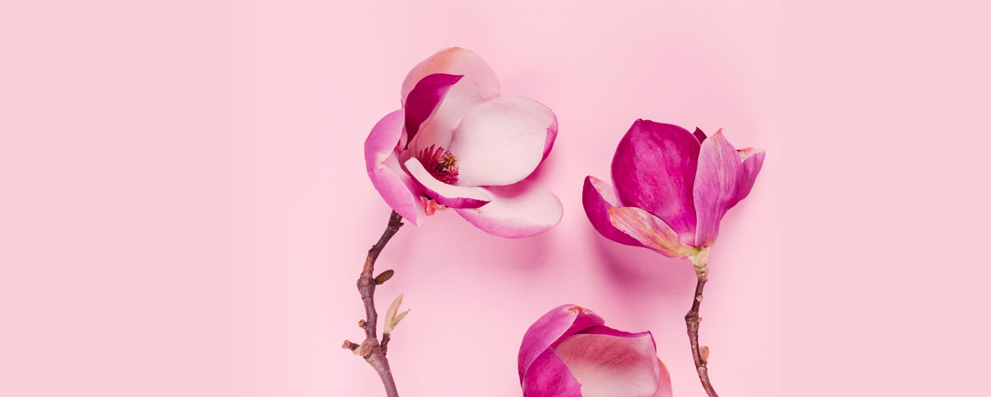 Красивые розовые цветы на ветке